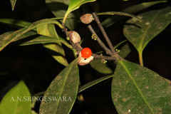 Microtropis wallichiana